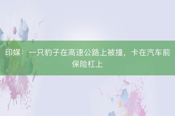 印媒：一只豹子在高速公路上被撞，卡在汽车前保险杠上